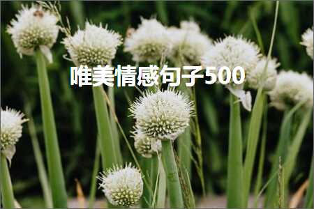 唯美情感句子500（文案298条）+